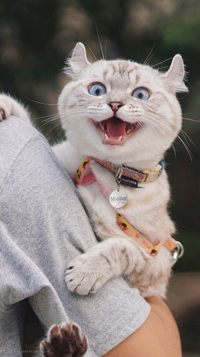 卷耳猫
