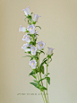HUIMU花材分享｜紫色风铃花