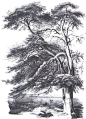 各种各样 | 树的素描写生作品 : 各种各样素描树的写生作品