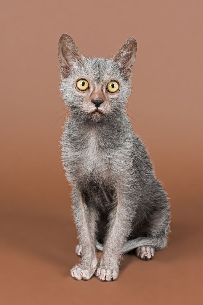 动物 狼猫