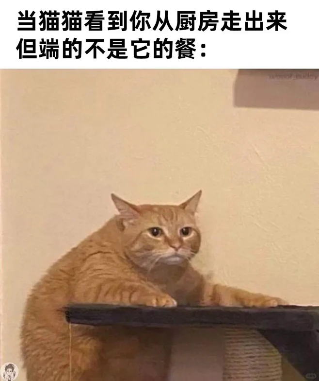 猫猫meme！！