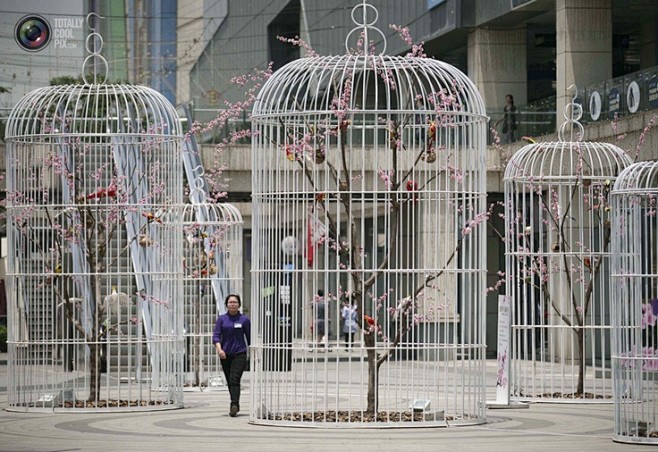 Six giant bird cages...