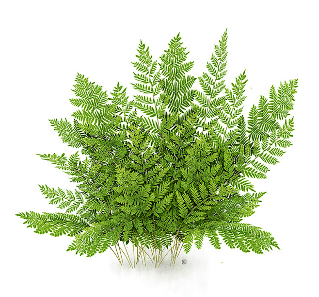 Ferns - Illustration...