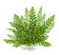 Ferns - Illustrations for Garden Design Magazine : Illustrations i made for Garden Design magazine, Spring 2016 issue