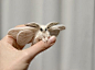法国贵妇犬蛾（Poodle Moth）