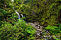 夏岛散记：哈纳之路上的那些绝美瀑布, 树缠藤旅游攻略