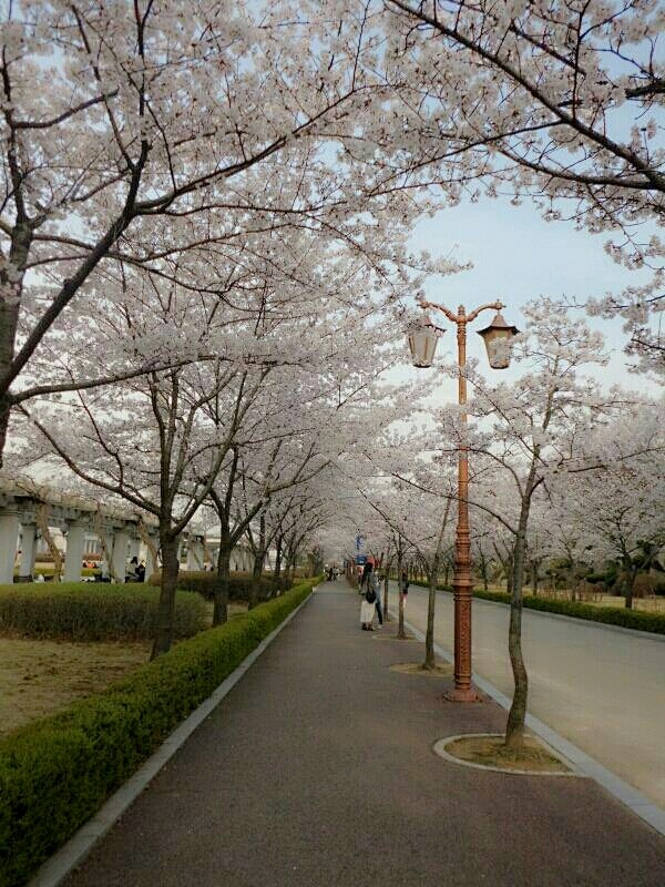 庆熙大学的樱花