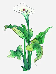 绿植马蹄莲_新图网 https://ixintu.com 国画花卉 手绘花草 手绘国画 彩墨国画花草 国画写生小品 宣纸花草 装饰植物手绘
