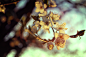 General 4272x2848 blossoms white flowers spring branch bokeh