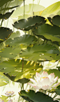 02464-2849614441-Unmanned scene image, a Chinese style background, lotus leaves, dewdrops, light spots, sunlight,,(detailed background,dark fanta