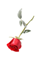 红玫瑰抠图