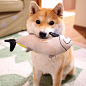 一只叫daifuku的柴犬和它的玩具们~ ​​​​