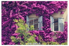 鲜花装饰了你的窗子，你装饰了我的梦~