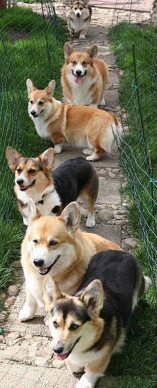 Corgis that we met o...