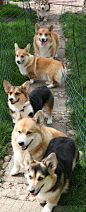 Corgis that we met on a vacation a few years ago. Copyright Charisa Martin Cairn