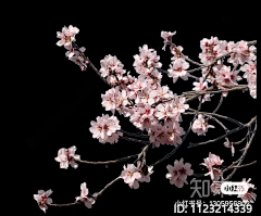 cotqpiEW采集到植物