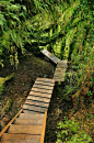 Forest Path, Patagonia, Chile