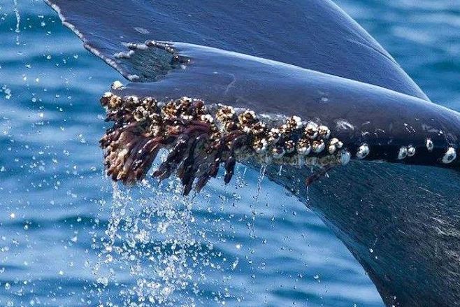 为什么鲸鱼身上多有藤壶寄生，而海豚、虎鲸...