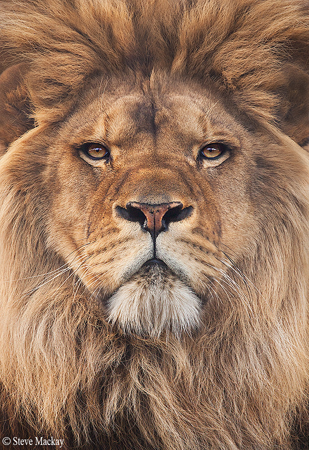 Photograph Lion by S...