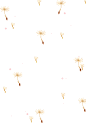 蒲公英
