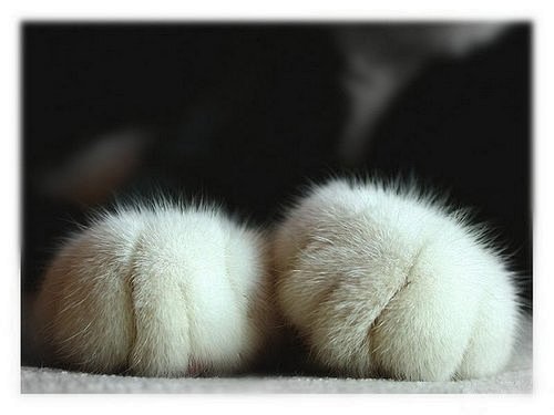 宠物图片：温柔的猫爪 (1)