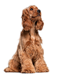 影棚拍摄,动物,坐,家畜,狗_112136626_English Cocker Spaniel (2 years old)_创意图片_Getty Images China