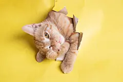 点击来源直接获取大图文件 |黄色纸洞中的红猫，有留白空间