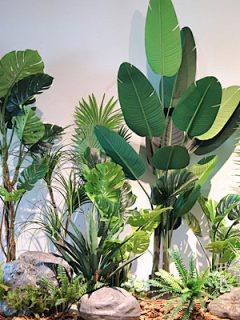 设计师柑子采集到焦类植物