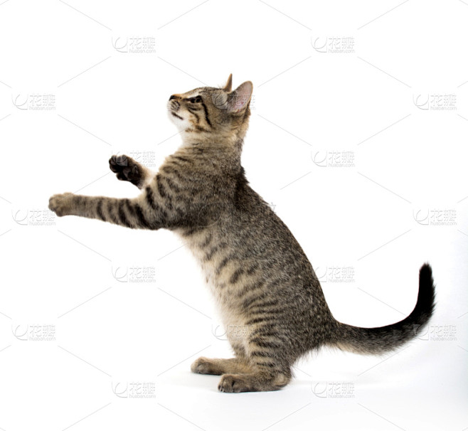 可爱的,小猫,斑纹猫,动物扑击,水平画幅,嬉戏的,猫科动物,爪子,白色背景,动物身体部位