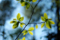 Budding Chestnut by Milan MKM on 500px
