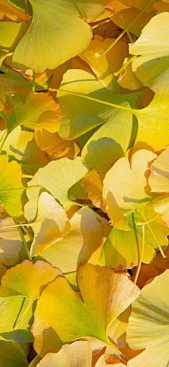 秋叶 秋天 秋色 手机壁纸