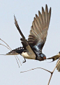 barn swallow pictures | ... >> South Africa birds in flight >> barn_swallow > Barn Swallow