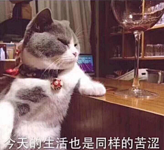 七眼疯狗易大师采集到表情包