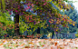 General 2048x1295 trees fall leaves