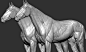 Horse Anatomy Eqine Ecorche, Dmitrii Prosov : sculpt
long anatomical study of the horse update
important internal anatomy and most of the important ligaments have been done. unfortunately not all fit in one post.