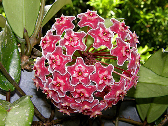 银粉球兰hoyapubicalyxsilverpink