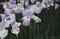 玉蝉花 Iris ensata