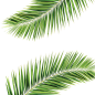 PalmLeaf椰树PNG：