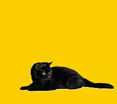 kuroneko_SP_1080_960_b宅急送黑猫壁纸手机