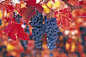 【红酒常识-葡萄品种】卡曼纳(Carmenere)是智利最具特色的葡萄品种，最初发源于法国波尔多苏岱(Sauternes)产区。和赤霞珠(Cabernet Sauvignon)，品丽珠(Cabernet Franc)，美乐(Merlot)，马尔贝克(Malbec)以及小味尔多(Petit Verdo)共称为源产于波尔多地区的6大红葡萄品种。转