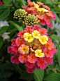 Lantana tolerate Texas heat and attract butterflies and hummingbirds.: 