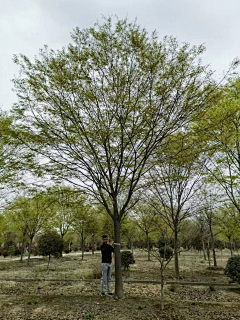 尘世浮烟采集到植物单体
