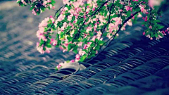 江岸野蕊采集到桐花