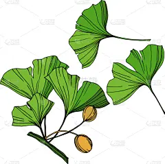 银杏,分离着色,绿色,铅笔,壁纸,植物,草图,雕刻图像,剪影