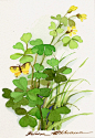 Shamrock by ~LenaAkhumova on deviantART