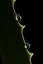 Beautiful macro aloe vera