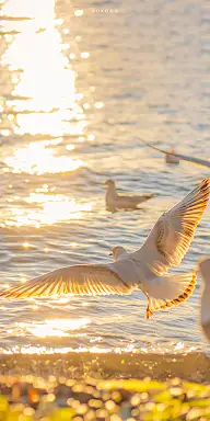 场景-风景/生活