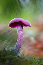 紫蜡蘑拉丁学名Laccaria amethystea (Bull. ex Gray) Murr，是一种颜色鲜艳的小型可食用菇类，生长于落叶植物或裸子植物林中。主要分布地区：广西、四川、西藏、山西、甘肃、陕西、河南、云南等。此种可食，但菌肉薄，近革质，故称“紫皮条菌”。