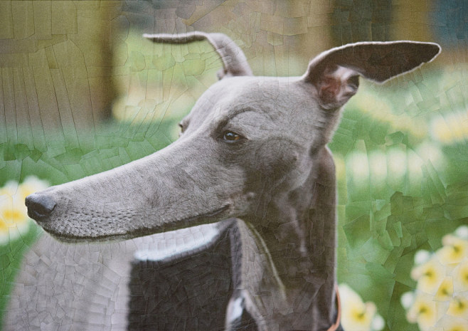 Cats and Dogs : A se...