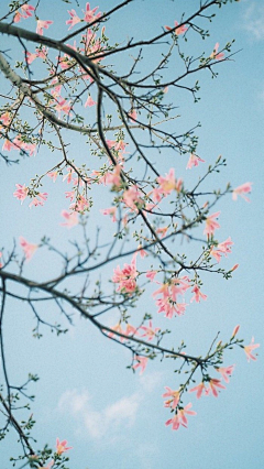 sosorrylike采集到桃花渐暖年岁闲